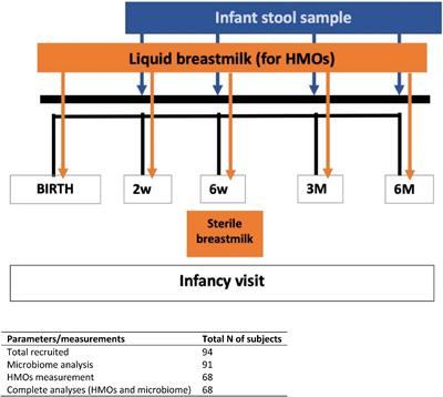 Early development of infant gut microbiota in relation to breastfeeding and human milk oligosaccharides